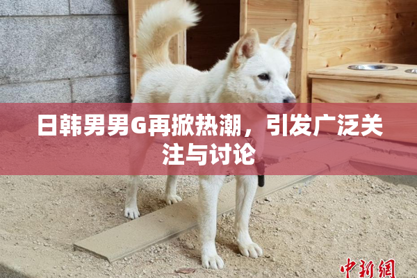 日韩男男G再掀热潮，引发广泛关注与讨论