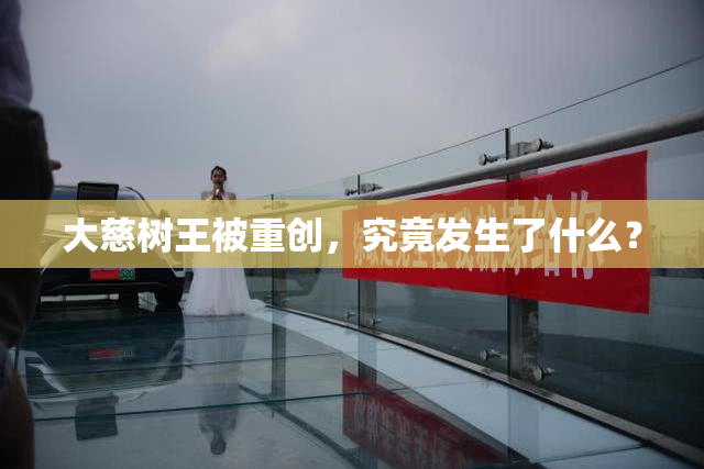 大慈树王被重创，究竟发生了什么？