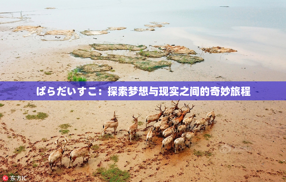ぱらだいすこ：探索梦想与现实之间的奇妙旅程