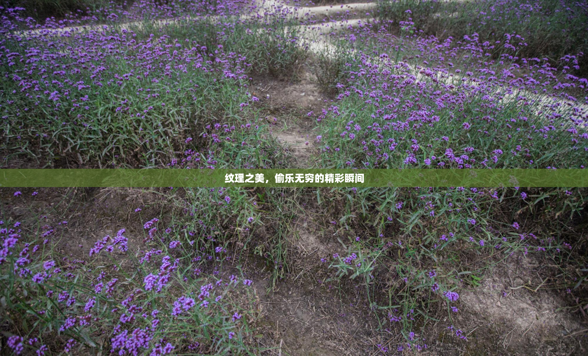 纹理之美，偷乐无穷的精彩瞬间