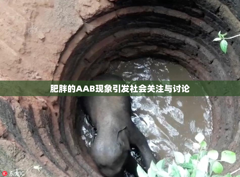 肥胖的AAB现象引发社会关注与讨论