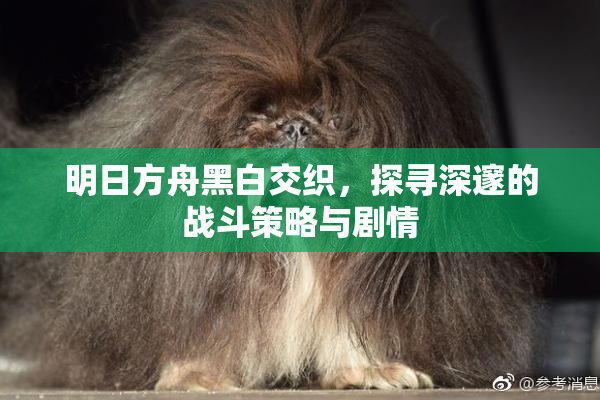 明日方舟黑白交织，探寻深邃的战斗策略与剧情