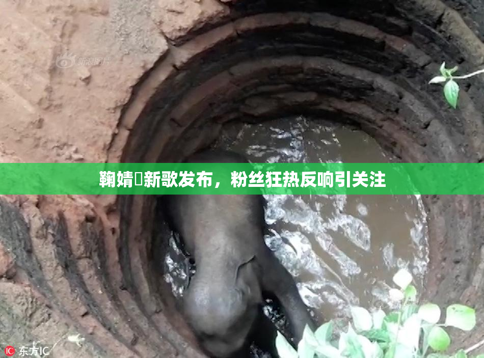 鞠婧祎新歌发布，粉丝狂热反响引关注