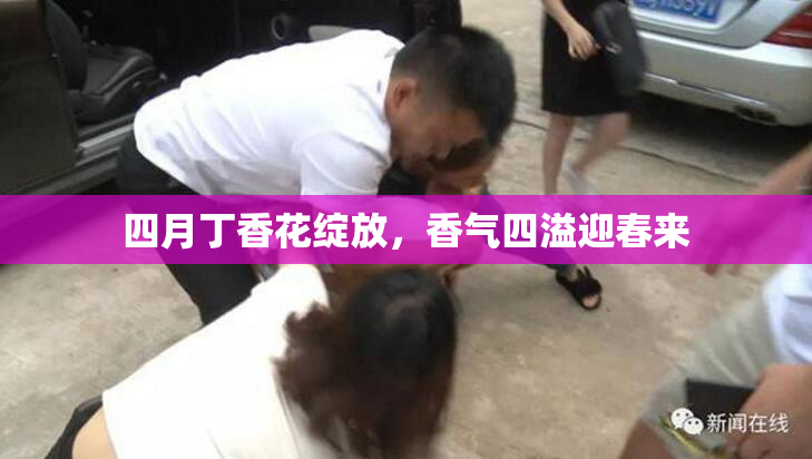 四月丁香花绽放，香气四溢迎春来