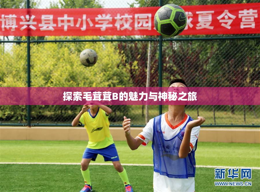 探索毛茸茸B的魅力与神秘之旅