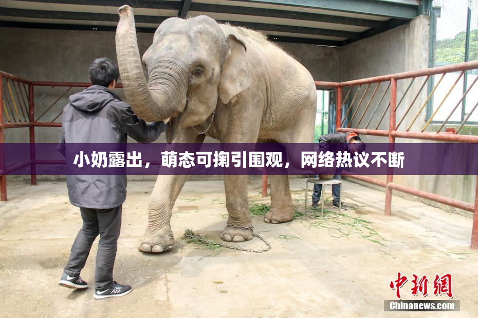 小奶露出，萌态可掬引围观，网络热议不断