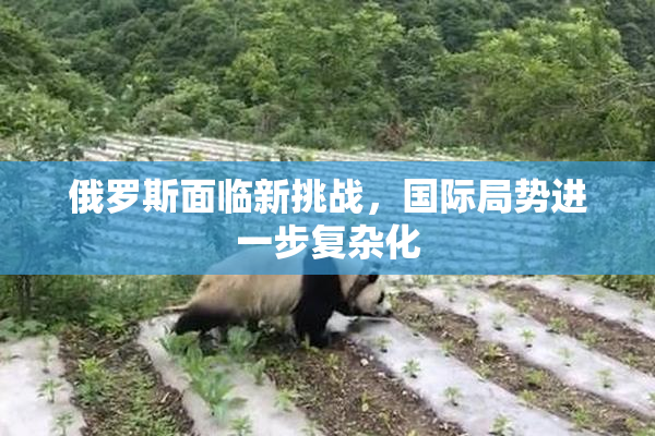 俄罗斯面临新挑战，国际局势进一步复杂化