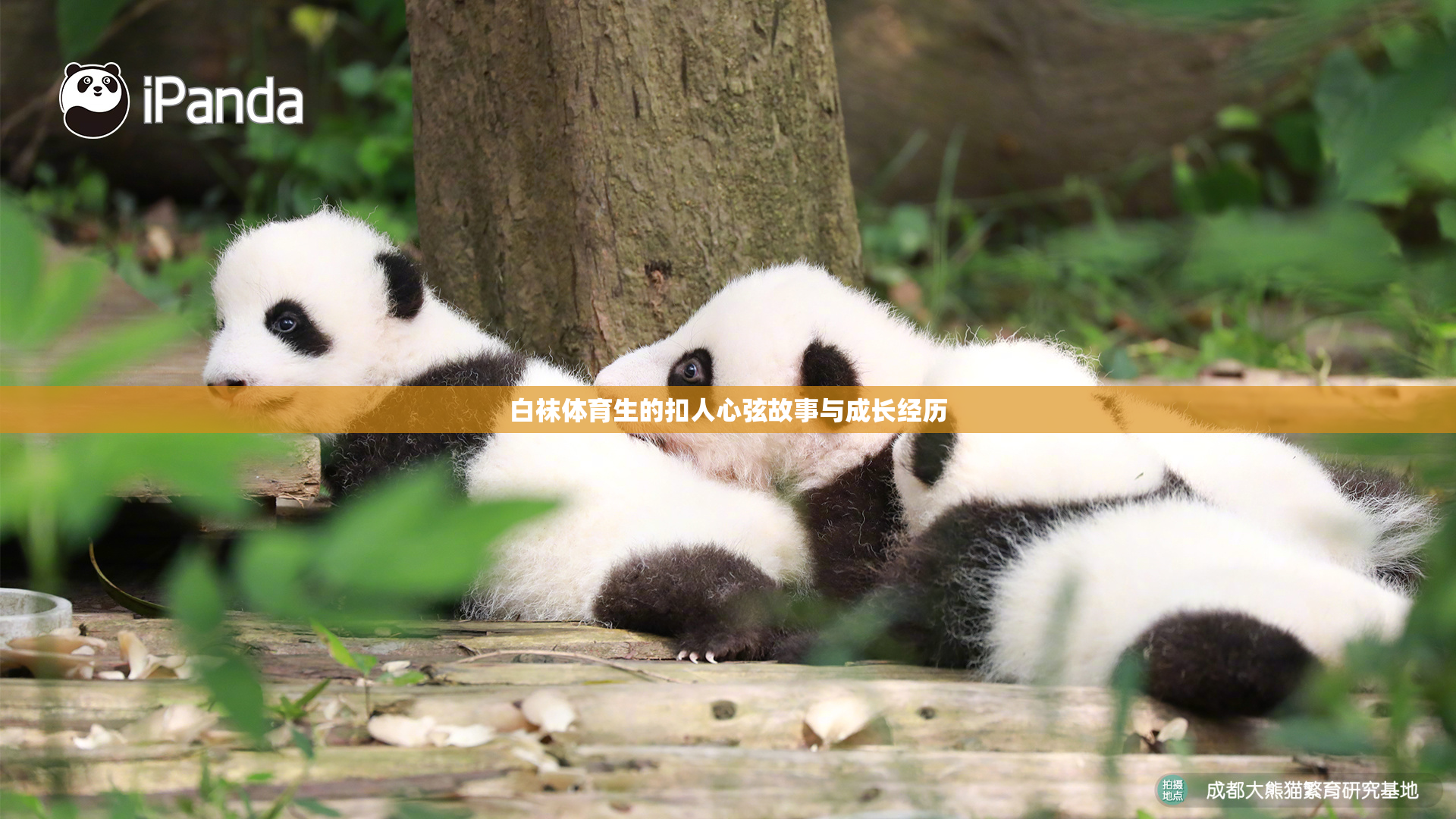 白袜体育生的扣人心弦故事与成长经历