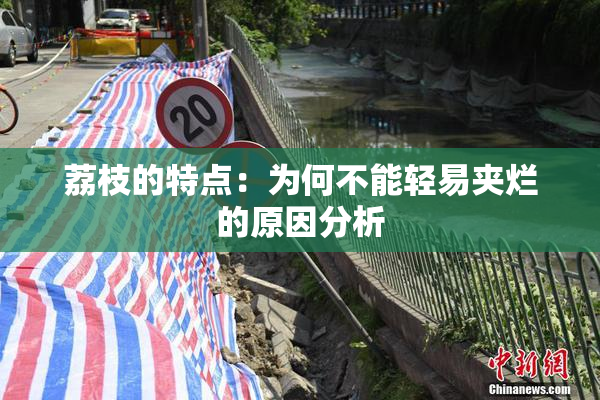 荔枝的特点：为何不能轻易夹烂的原因分析
