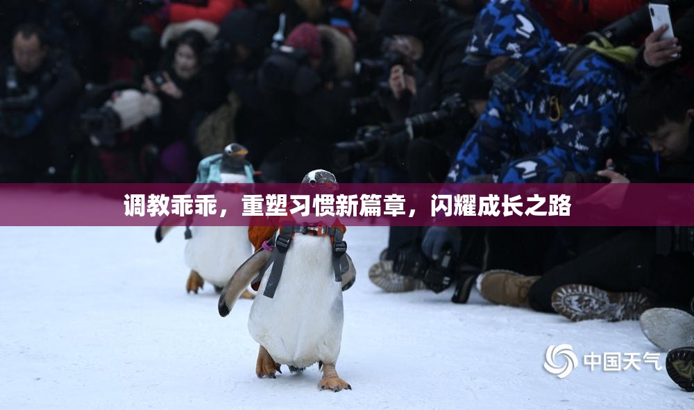 调教乖乖，重塑习惯新篇章，闪耀成长之路