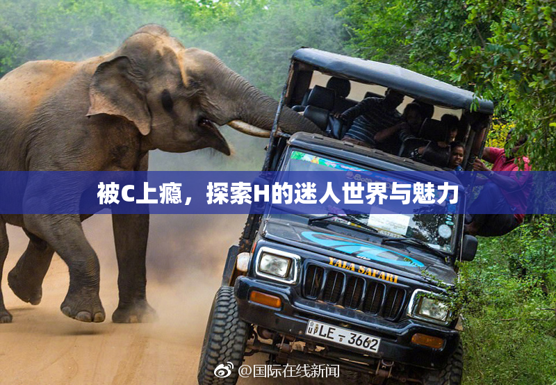 被C上瘾，探索H的迷人世界与魅力