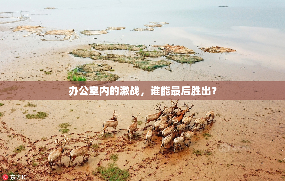 办公室内的激战，谁能最后胜出？