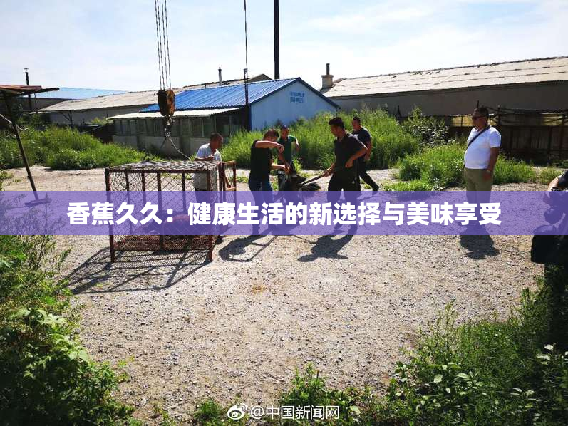 香蕉久久：健康生活的新选择与美味享受