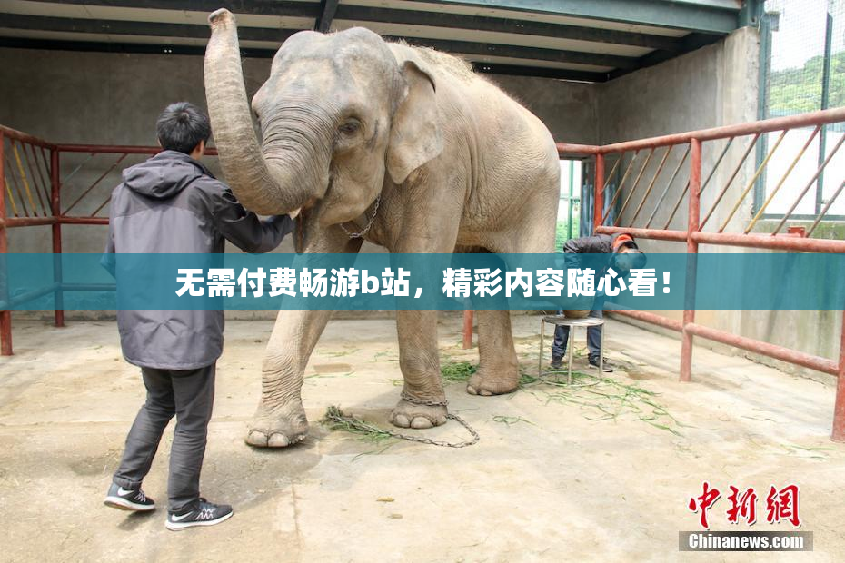无需付费畅游b站，精彩内容随心看！