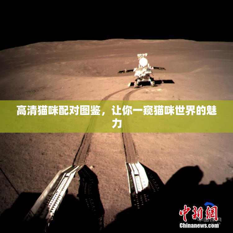 高清猫咪配对图鉴，让你一窥猫咪世界的魅力