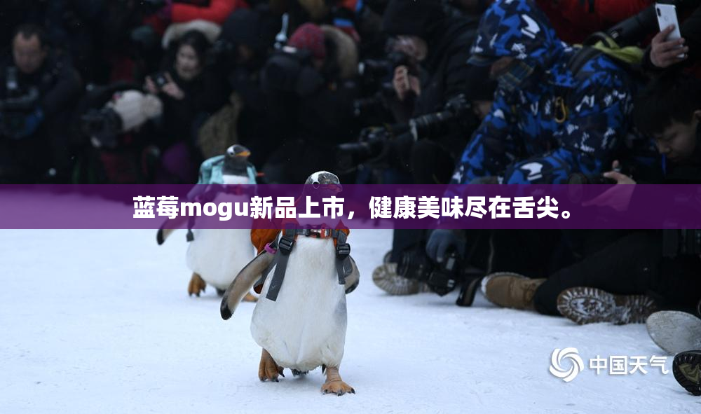蓝莓mogu新品上市，健康美味尽在舌尖。