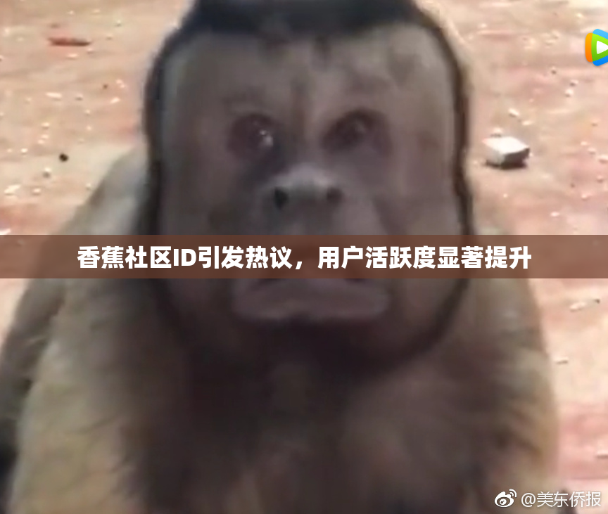香蕉社区ID引发热议，用户活跃度显著提升