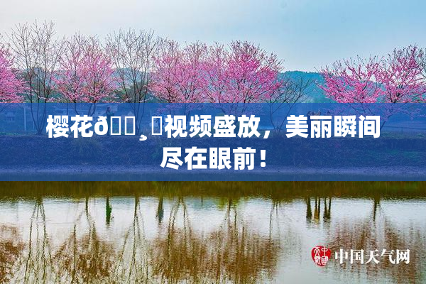 樱花🌸‌视频盛放，美丽瞬间尽在眼前！