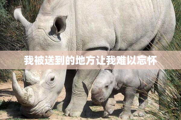 我被送到的地方让我难以忘怀