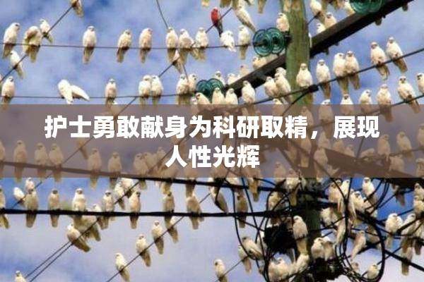 护士勇敢献身为科研取精，展现人性光辉