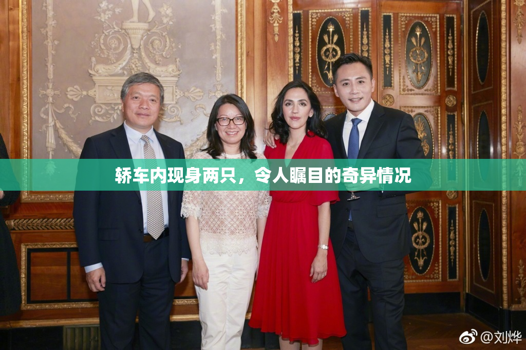 轿车内现身两只，令人瞩目的奇异情况