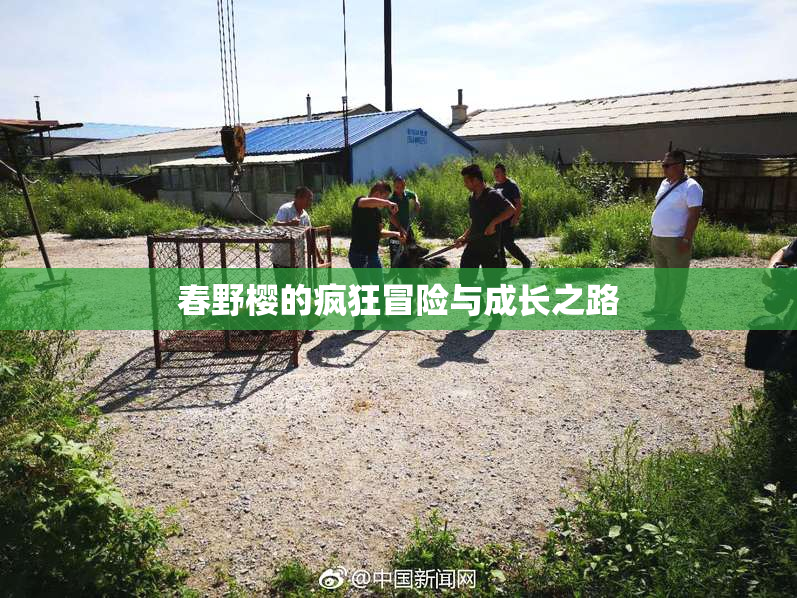 春野樱的疯狂冒险与成长之路