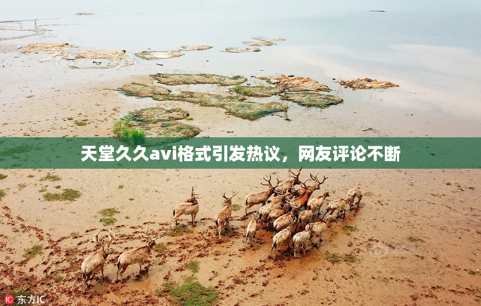 天堂久久avi格式引发热议，网友评论不断