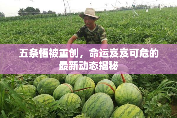 五条悟被重创，命运岌岌可危的最新动态揭秘
