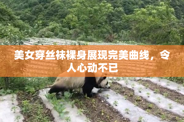 美女穿丝袜裸身展现完美曲线，令人心动不已