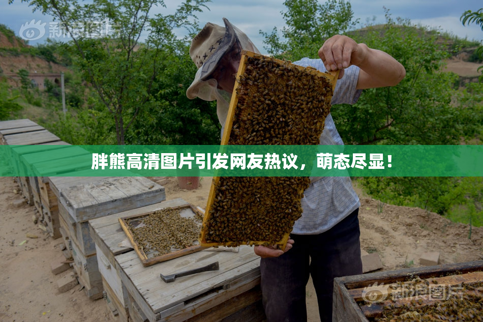 胖熊高清图片引发网友热议，萌态尽显！