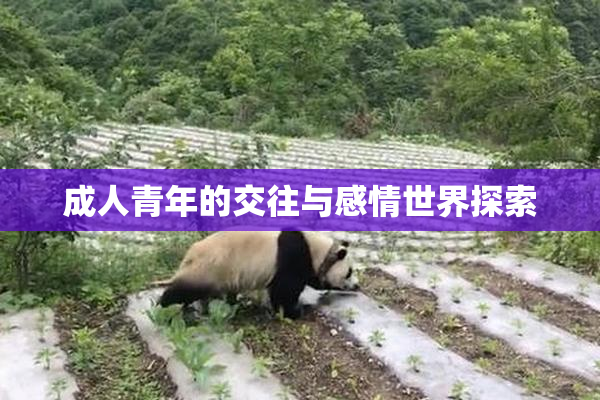 成人青年的交往与感情世界探索
