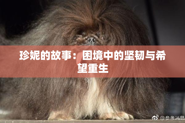 珍妮的故事：困境中的坚韧与希望重生