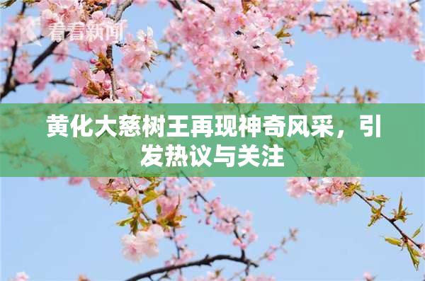 黄化大慈树王再现神奇风采，引发热议与关注
