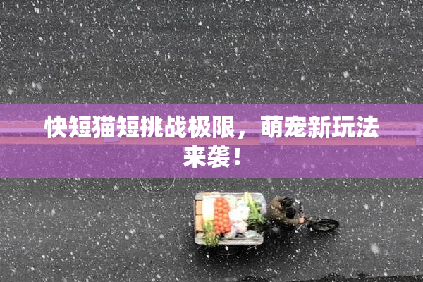 快短猫短挑战极限，萌宠新玩法来袭！