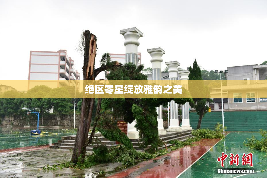 绝区零星绽放雅韵之美