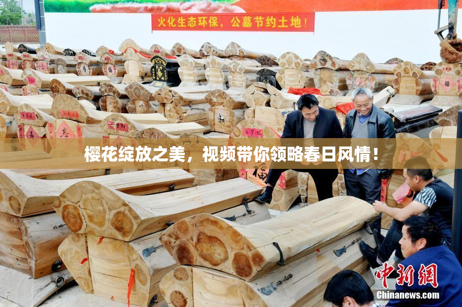 樱花绽放之美，视频带你领略春日风情！