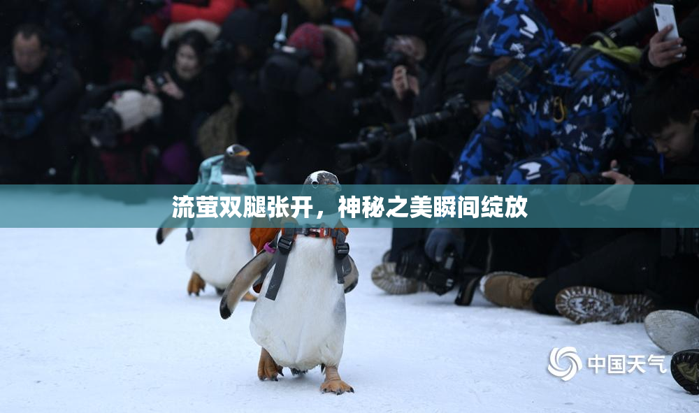 流萤双腿张开，神秘之美瞬间绽放