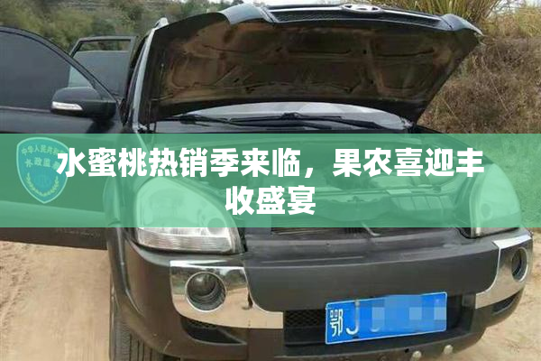 水蜜桃热销季来临，果农喜迎丰收盛宴