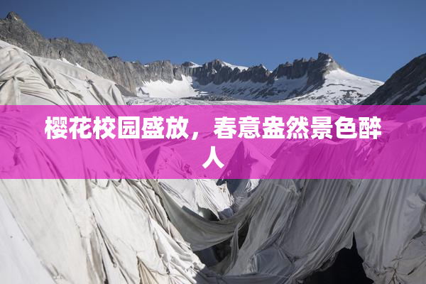 樱花校园盛放，春意盎然景色醉人