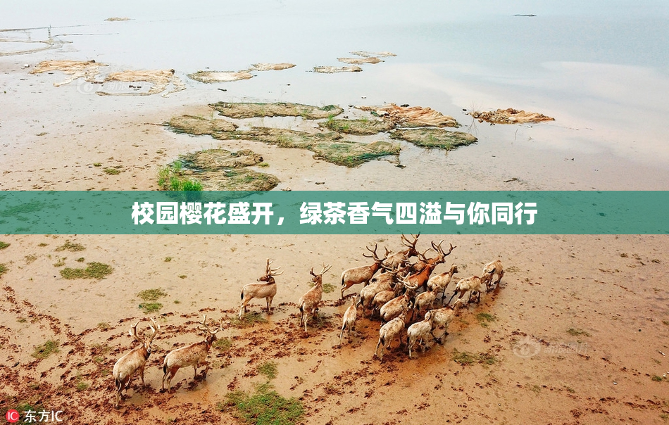 校园樱花盛开，绿茶香气四溢与你同行