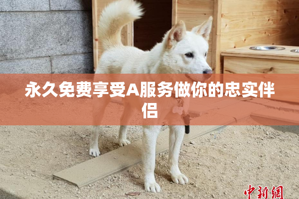 永久免费享受A服务做你的忠实伴侣
