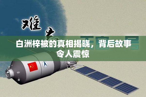白洲梓被的真相揭晓，背后故事令人震惊