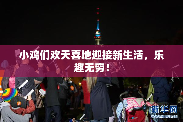 小鸡们欢天喜地迎接新生活，乐趣无穷！