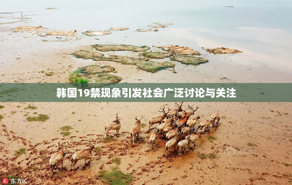 韩国19禁现象引发社会广泛讨论与关注