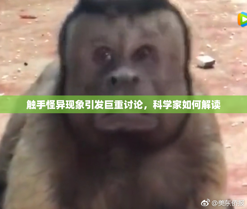 触手怪异现象引发巨重讨论，科学家如何解读