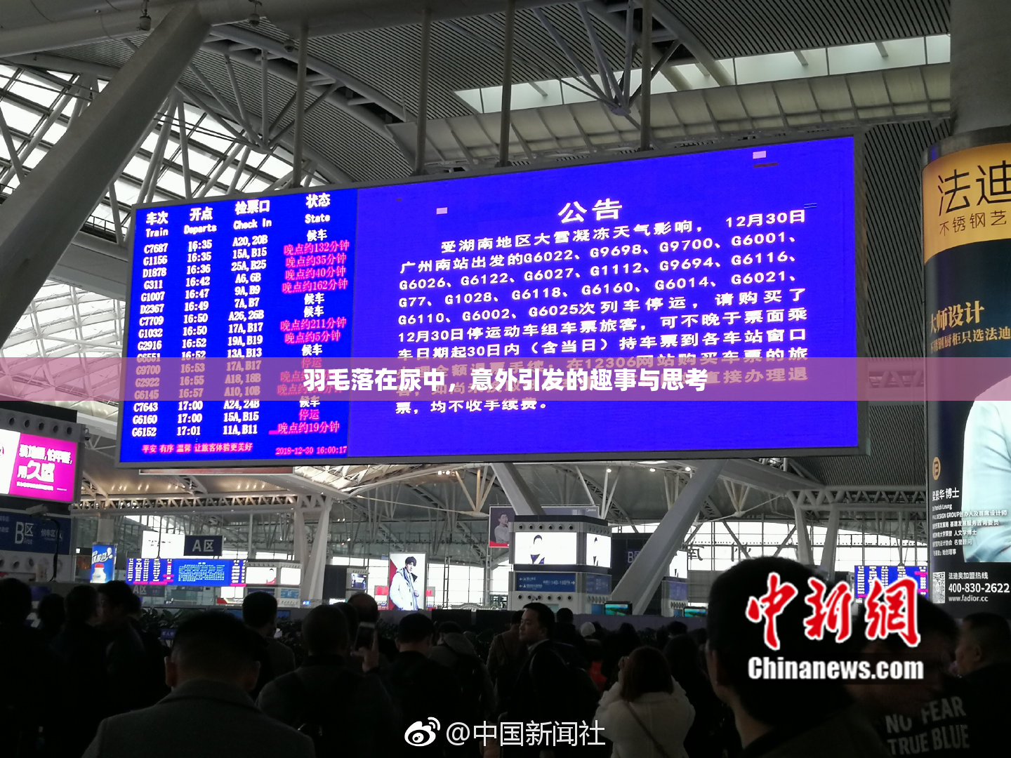 羽毛落在尿中，意外引发的趣事与思考