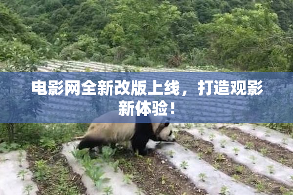电影网全新改版上线，打造观影新体验！