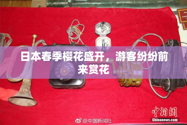 日本春季樱花盛开，游客纷纷前来赏花