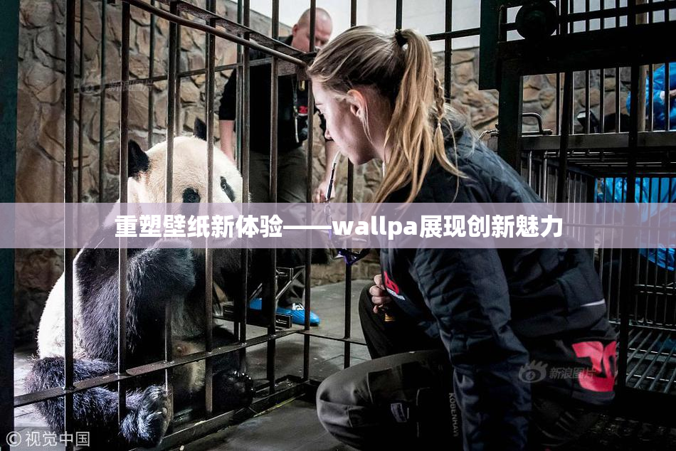 重塑壁纸新体验——wallpa展现创新魅力