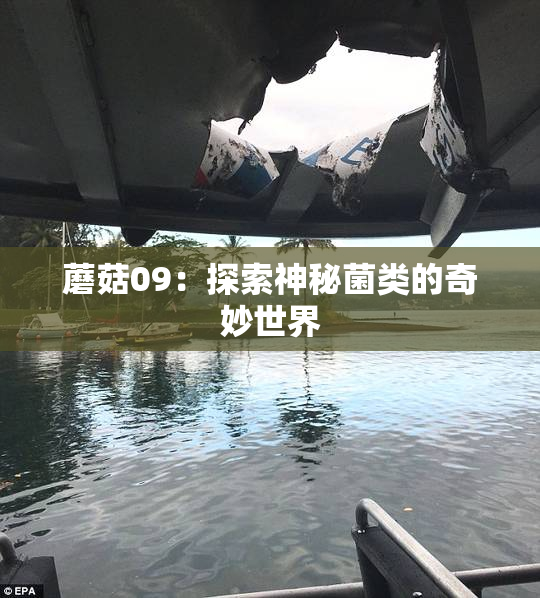 蘑菇09：探索神秘菌类的奇妙世界